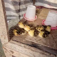 جوجه اردک اسراییلی