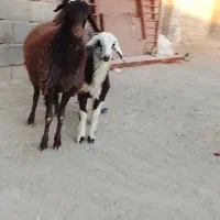 بره ماده|حیوانات مزرعه|تربت جام, جلگه موسی آباد|دیوار