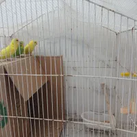 یه جفت مرغ عشق با جوجه