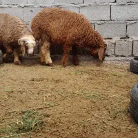 جفت بره نر بختیاری اصل