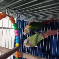 پرنده برزیلی|پرنده|ری, فیروزآبادی|دیوار