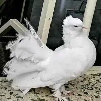 دم چتری نژاد دار آمریکای استایل تک واصیل
