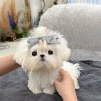 سگ مالتیپو جیبی