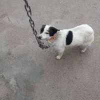 سگ پا کوتاه