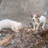 سگ پشمالو و گوش تیز