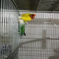 کوتوله برزیلی مولد 100تضمینی کوتوله کار|پرنده|قم, نوبهار|دیوار