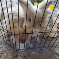 خرگوش لپ اصلی