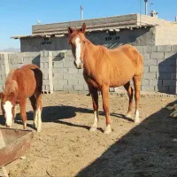 اسب با کره نر