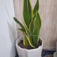 گیاه زیبا   با قیمته مناسب  خیلی سالم تمیز
