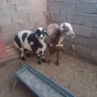 یک عدد میش بره نر|حیوانات مزرعه|قائن, |دیوار