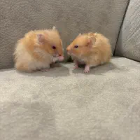 فروش همستر|موش و خرگوش|رشت, گلباغ نماز|دیوار