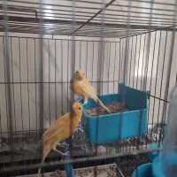 قناری نر ماده
