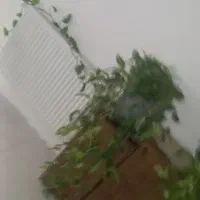 گل طبیعی پتوس جفت معاوضه با ظرف|گل و گیاه طبیعی|کرمانشاه, |دیوار