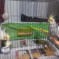 عروس هلندی جفت