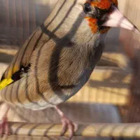 سهره بخون مست