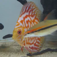 ماهی دیسکس ۲ قطعه