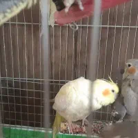 یک جفت جوجه عروس هلندی