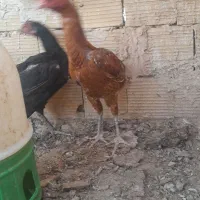 جوجه لاری