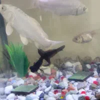 فروش دو عدد ماهی کوی سفید|ماهی|کرمان, |دیوار