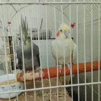 یک جفت عروس هلندی با قفس و لونه