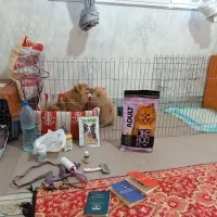 سگ پامر ۲ ساله|سگ|شهریار, شهریار|دیوار