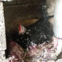 جوجه نژاد گلین|حیوانات مزرعه|نکا, |دیوار