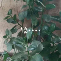 گل طبعی|گل و گیاه طبیعی|شاهین دژ, |دیوار