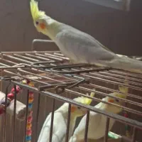 عروس هلندی|پرنده|اصفهان, کوی راه حق|دیوار