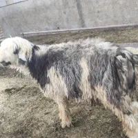 فروش بره قوچ بذری همه چی تموم