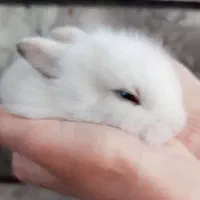 خرگوش|موش و خرگوش|سبزوار, قلعه‌نو دهزار|دیوار