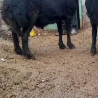 قوچ قره قزل درجه یک یک