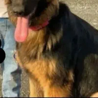 سگ ژرمن نگهبان