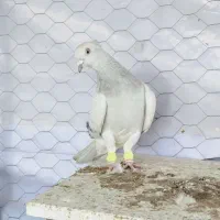 شامی دم سفیدـ سرکه ای دم سفید ـ سرخ دم سفید...|پرنده|قزوین, |دیوار