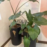 خدمتکار جهت امور منزل