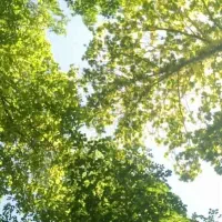 فال ترکیبی و کاسنوا تضمینی