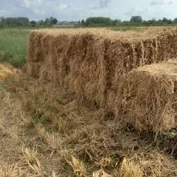 کاه  کلش برنج