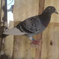 کفتر