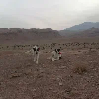 گله گرد و همه چی تمام|سگ|سلفچگان, |دیوار