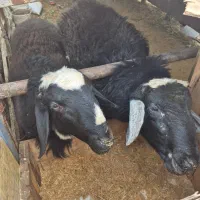 گوسفند زنده