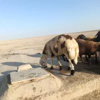 بره قوچی