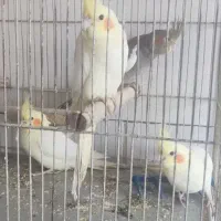 پرنده عروس هلندی