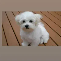 شیتزو3ماهه آپارتمانی فقط 3900