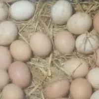 تخم مرغ محلی