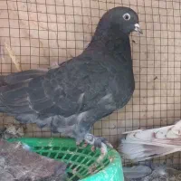 کفترتعداد۶طوق مفلق و بالغ پرشی|پرنده|فولادشهر, A4|دیوار