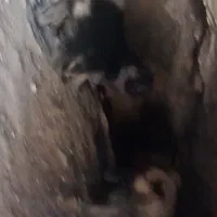 سگ ژرمن دورگ