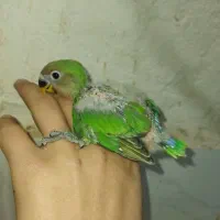 جوجه برزیلی  سرلاکی