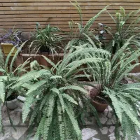 گیاه سرخس