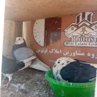 کبوتر   ابلق.|پرنده|اصفهان, باغ زرشک|دیوار