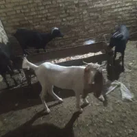 بز تیشترنژدی