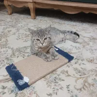 گربه اسکاتیش|گربه|تهران, مولوی|دیوار